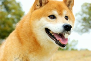 正しい無駄吠えのしつけ方2_Dog1Station