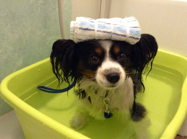 誰でも出来る！犬の上手な洗い方とお勧めシャンプー