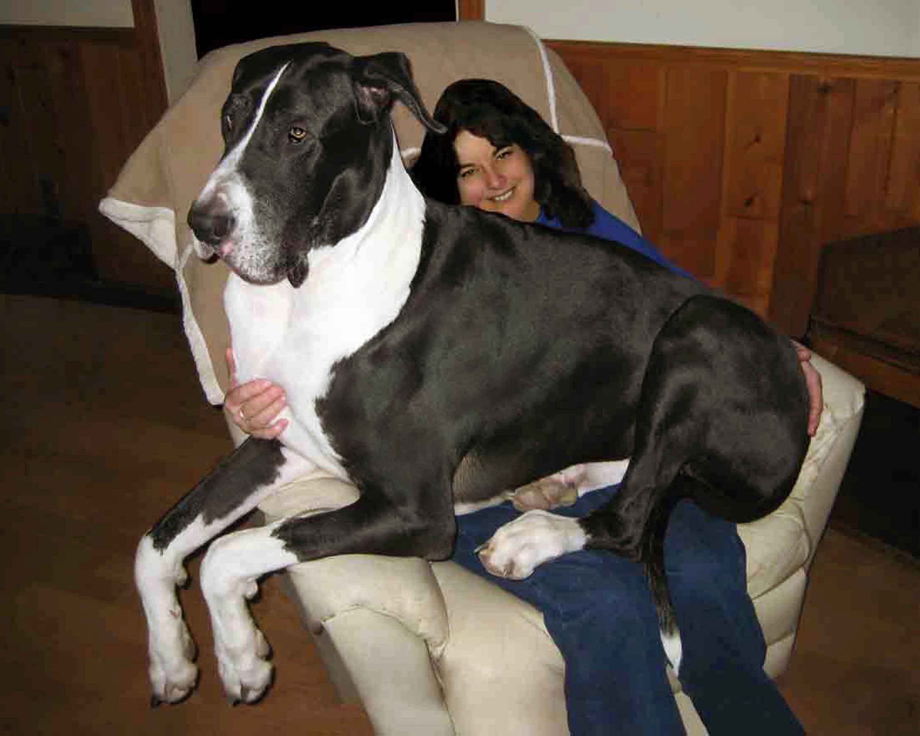 世界最大の犬と世界最小の犬をくらべてみました！